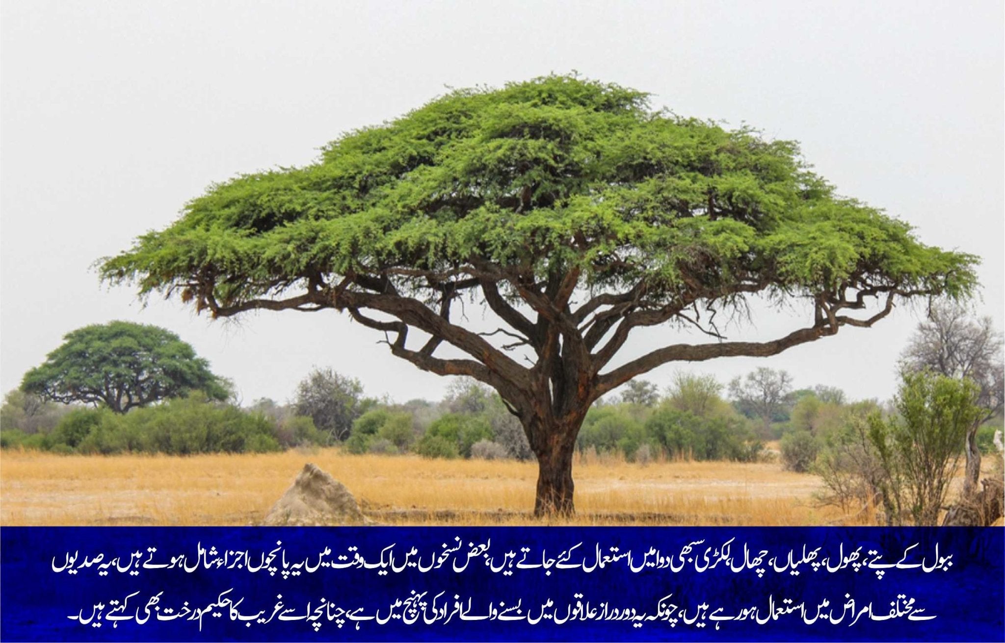 ببول: غریب کا حکیم درخت – ChiltanPure
