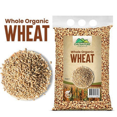Whole Organic Wheat / گندم / Gross Weight 1kg - ChiltanPure