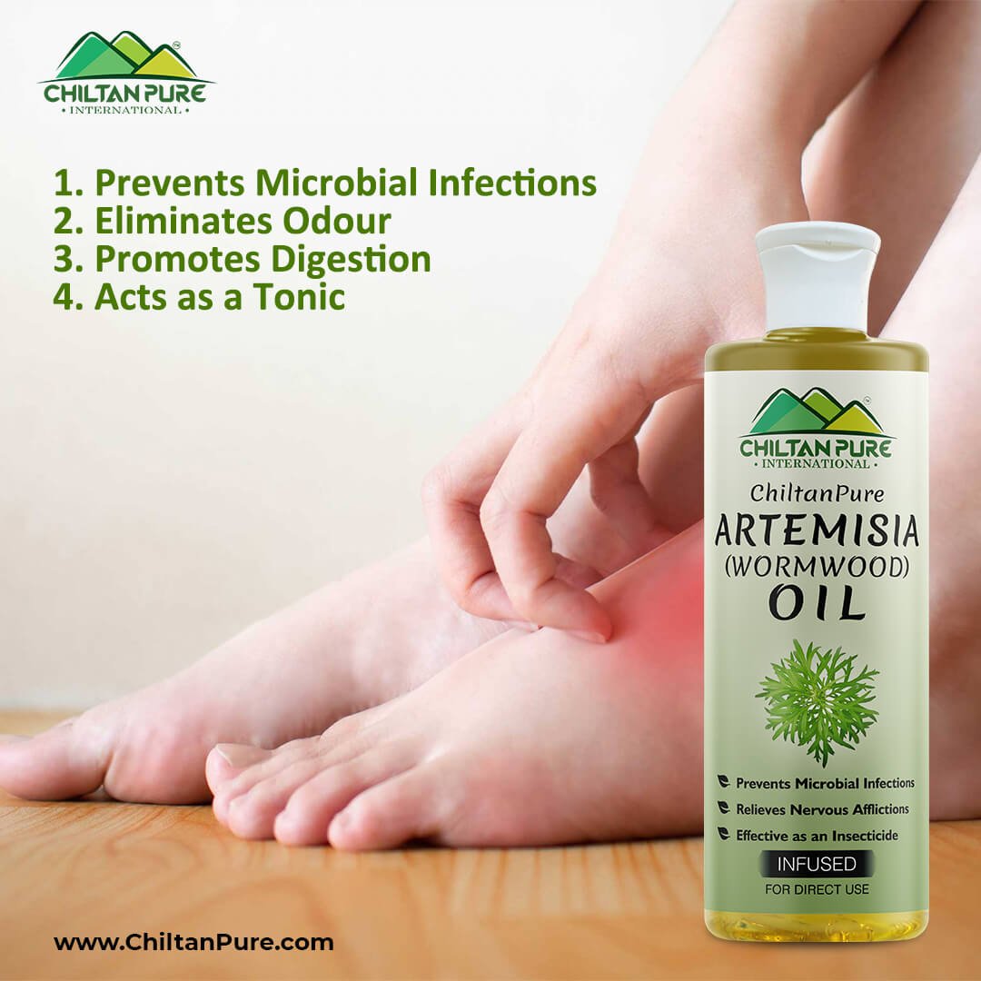 Artemisia Infused oil – Wormwood Infused oil – Promotes Digestion, Relieves Nervous Afflictions, Acts as Emmenagogue & Cholagogue 200ml - ChiltanPure