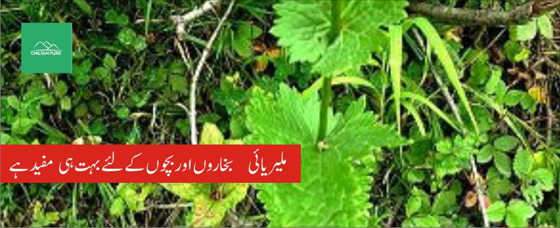 اتیس پودے کے طبی فوائد