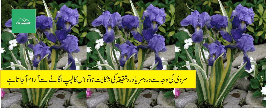 ایرسا پودے کے طبی فوائد - ChiltanPure