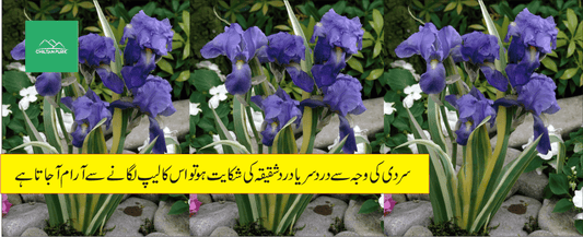 ایرسا پودے کے طبی فوائد - ChiltanPure