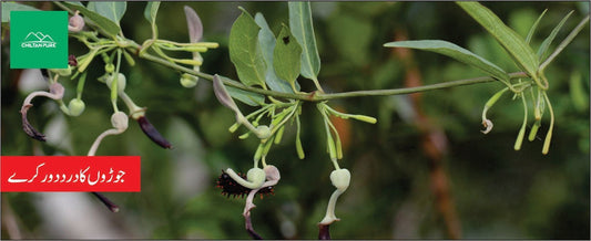 ایشرپودے کے طبی فوائد - ChiltanPure