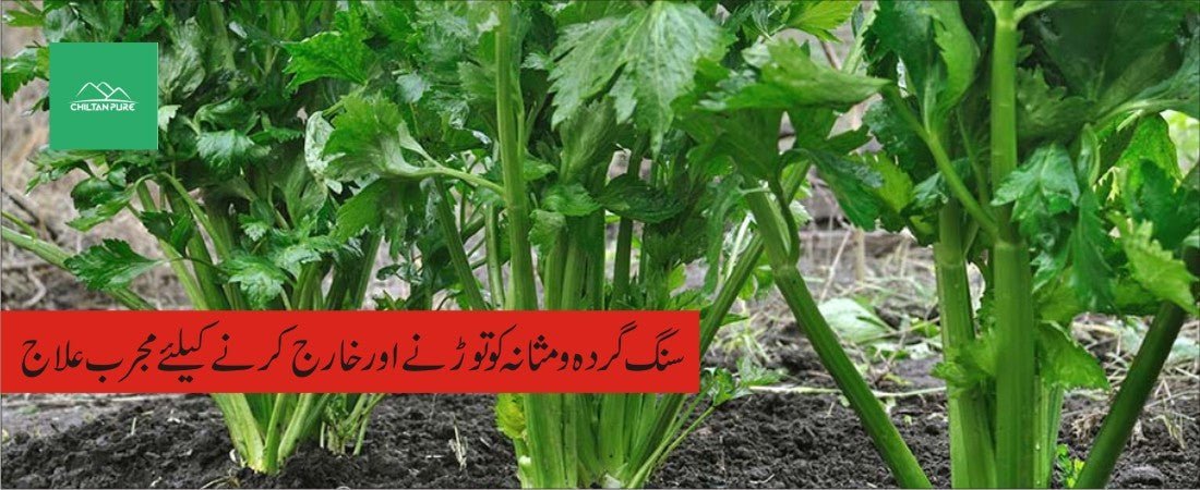 اجمود پودے کے طبی فوائد - ChiltanPure
