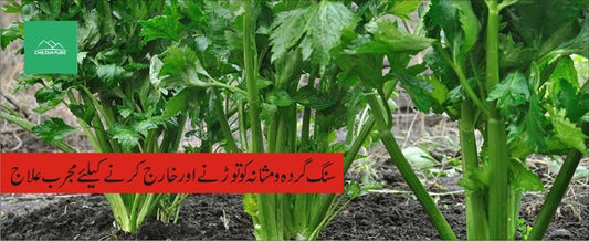 اجمود پودے کے طبی فوائد - ChiltanPure