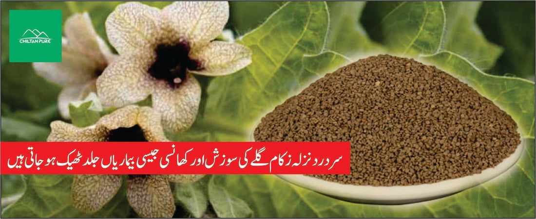 اجوائن پودے کے طبی فوائد - ChiltanPure