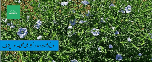 السی پودے کے طبی فوائد - ChiltanPure