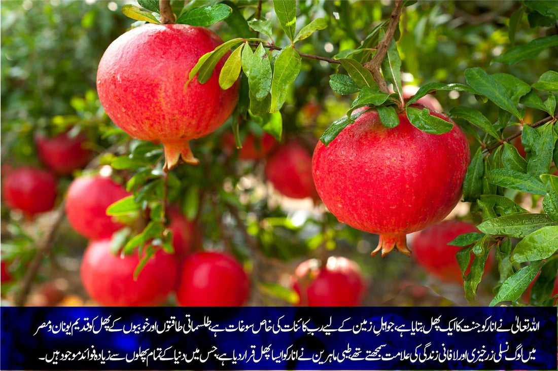 انار: طلسماتی قوتوں سے بھرپور جنتی پھل - ChiltanPure