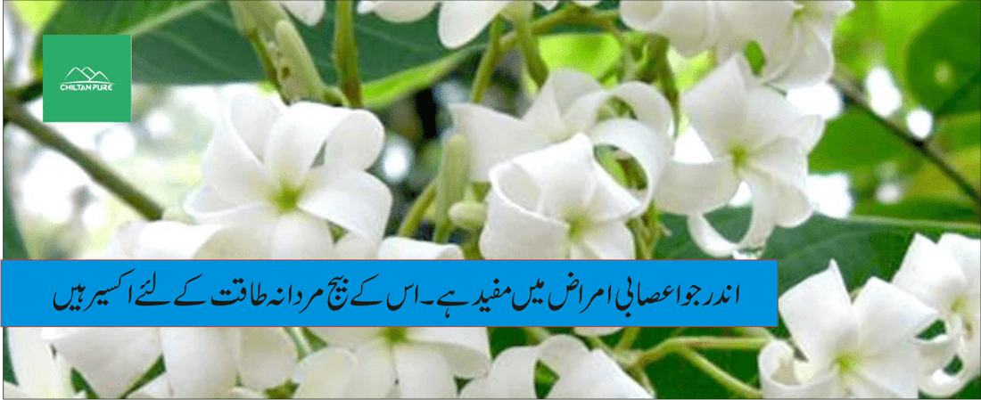 اندرجو پودے کے طبی فوائد - ChiltanPure