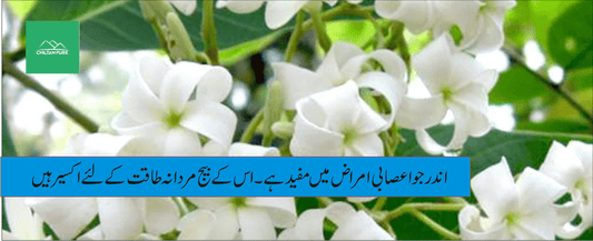 اندرجو پودے کے طبی فوائد - ChiltanPure