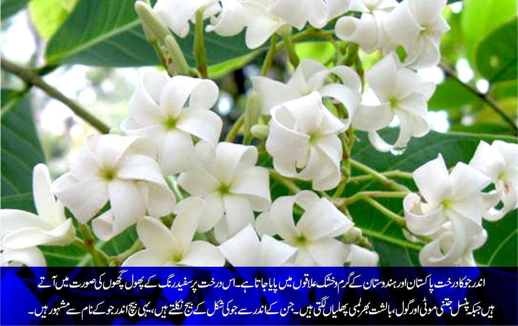 Jasmine Flower Meaning In Urdu Best Flower Site