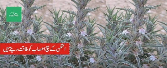 اٹنگن پودے کے طبی فوائد - ChiltanPure
