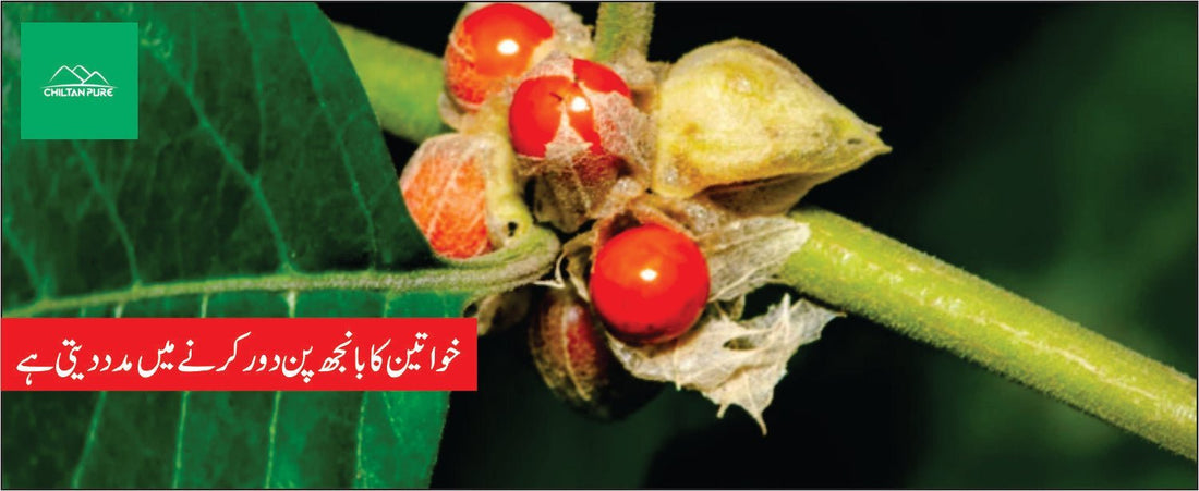 آشو گندھا پودے کے طبی فوائد - ChiltanPure