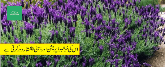 اسطوخودوس پودے کے طبی فوائد - ChiltanPure