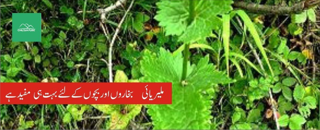 اتیس پودے کے طبی فوائد - ChiltanPure