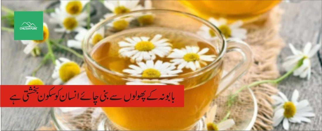 بابونہ پودے کے طبی فوائد - ChiltanPure