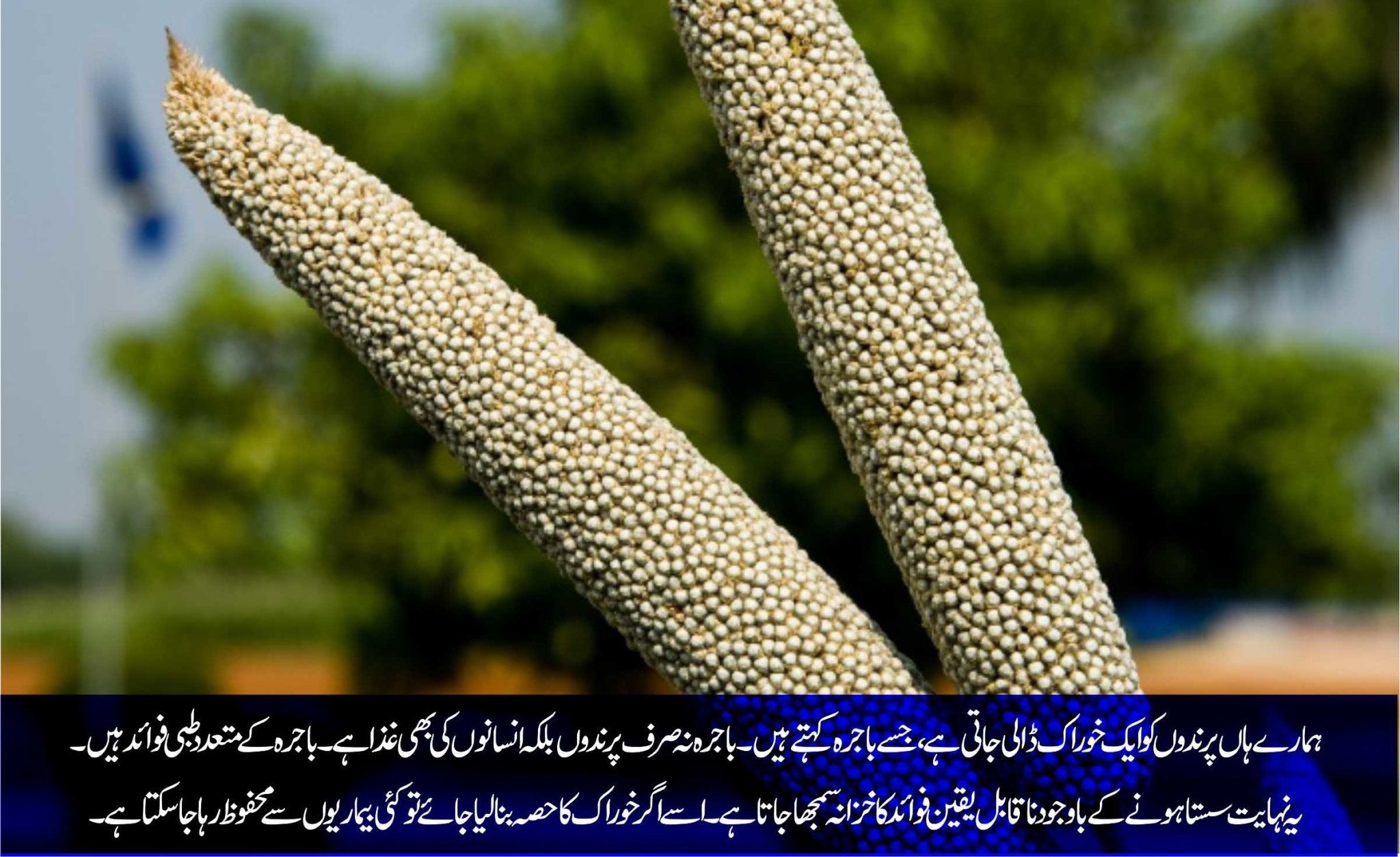 باجرہ:سستا اور ناقابل یقین فوائد کا خزانہ – ChiltanPure