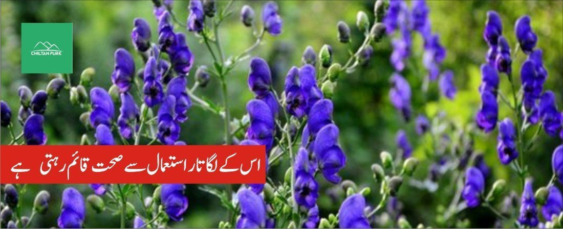 بچھناک پودے کے طبی فوائد - ChiltanPure