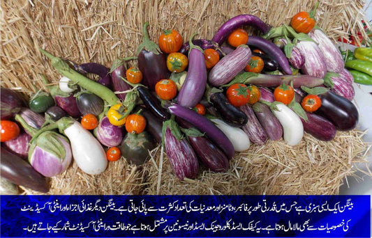 بینگن: دماغی کارکردگی بہتر بنانے والا قدرتی ٹانک - ChiltanPure