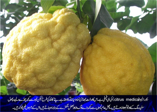 بجورا: برتھ کنٹرول کرنے کا آسان نسخہ - ChiltanPure