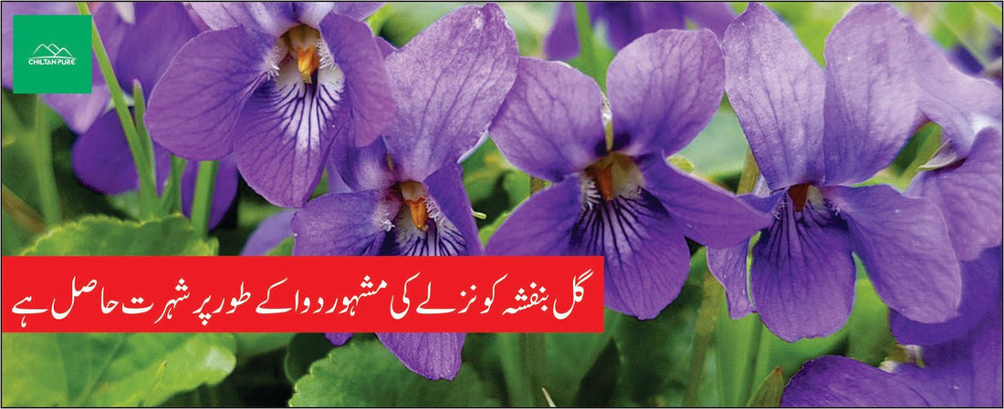 بنفشہ کے طبی فوائد - ChiltanPure