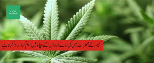 بھنگ پودے کے طبی فوائد - ChiltanPure