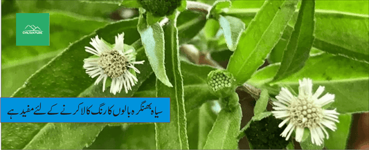 بھنگرہ پودے کے طبی فوائد - ChiltanPure