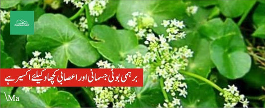 برہمی بوٹی کے طبی فوائد - ChiltanPure