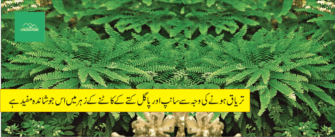 پرسیاؤشاں پودے کے طبی فوائد - ChiltanPure