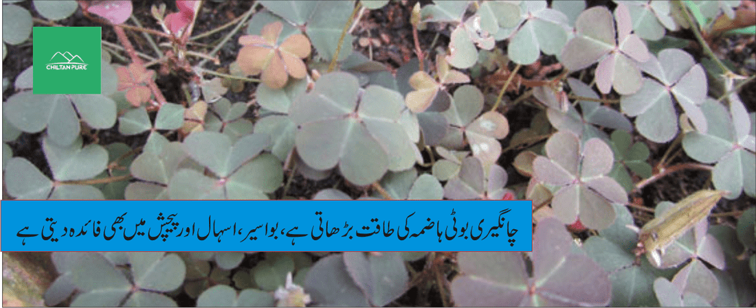 چانگیری پودے کے طبی فوائد - ChiltanPure