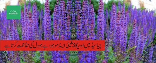 چیا سیڈ پودے کے طبی فوائد - ChiltanPure