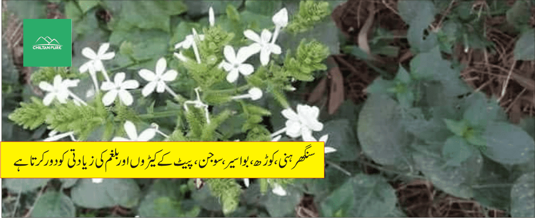 چترک پودے کے طبی فوائد - ChiltanPure