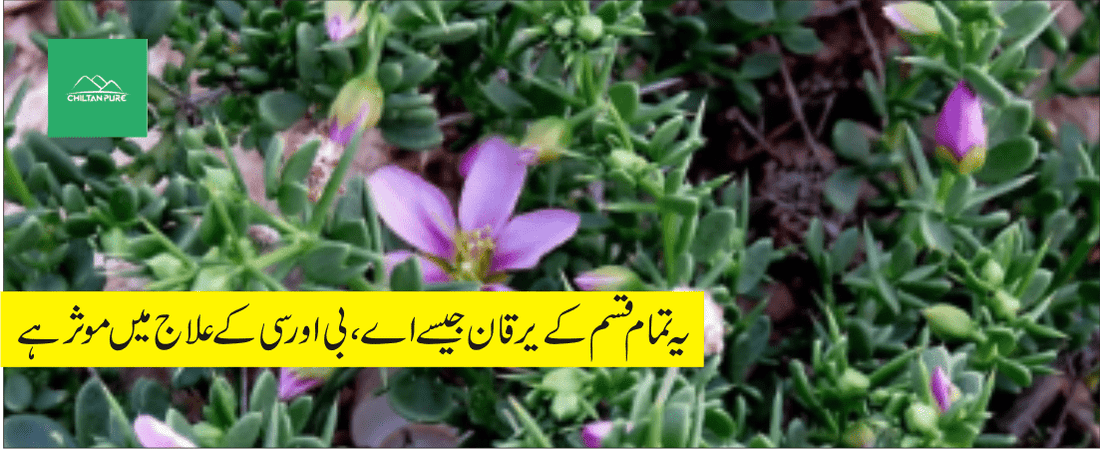 دھماسہ بوٹی کے طبی فوائد - ChiltanPure