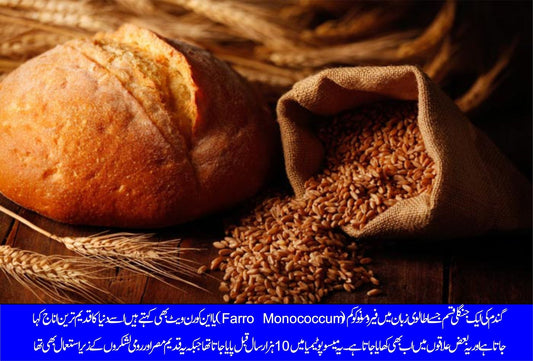 دنیا کا قدیم ترین اناج فارو مونوکوکم انتہائی صحت بخش - ChiltanPure