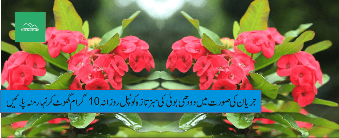 دودھی پودے کے طبی فوائد - ChiltanPure