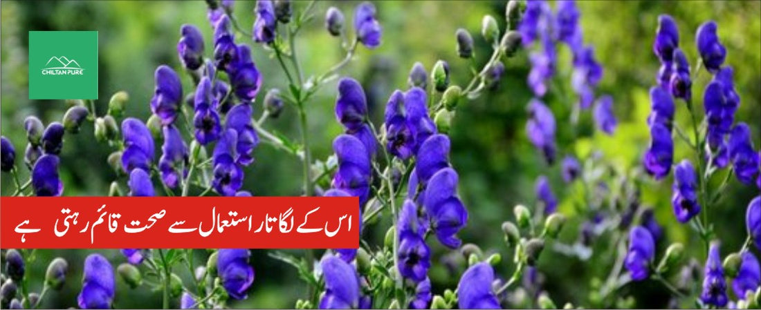 بچھناک پودے کے طبی فوائد