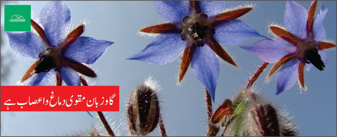 گاؤ زبان کے طبی فوائد - ChiltanPure