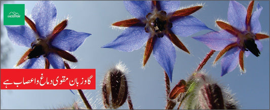 گاؤ زبان کے طبی فوائد - ChiltanPure