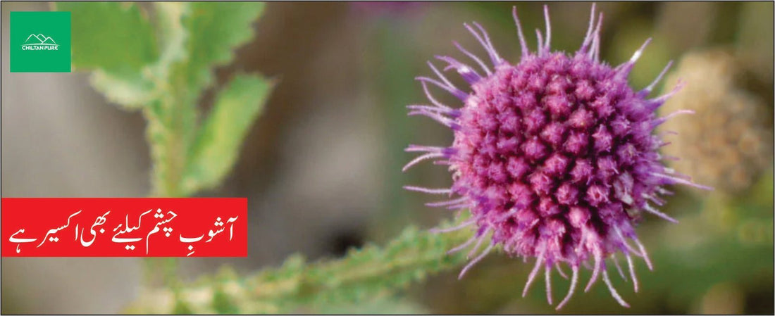 گل منڈی کے طبی فوائد - ChiltanPure