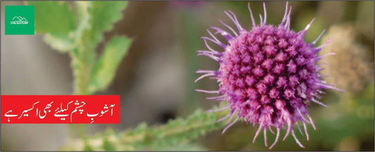 گل منڈی کے طبی فوائد - ChiltanPure