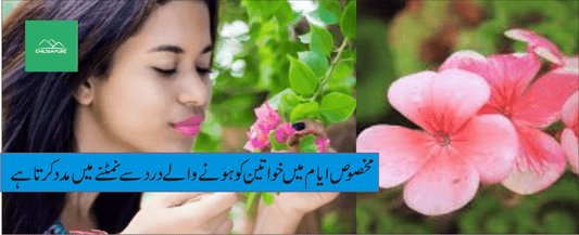 جیرانیم پودے کے طبی فوائد - ChiltanPure