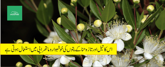 حنا کے طبی فوائد - ChiltanPure