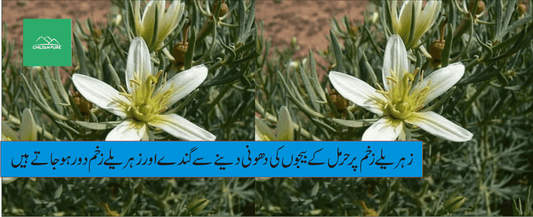 حرمل پودے کے طبی فوائد - ChiltanPure