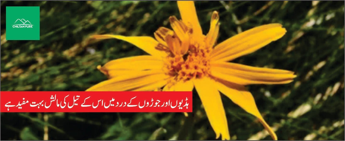 یکتا پودے کے طبی فوائد - ChiltanPure