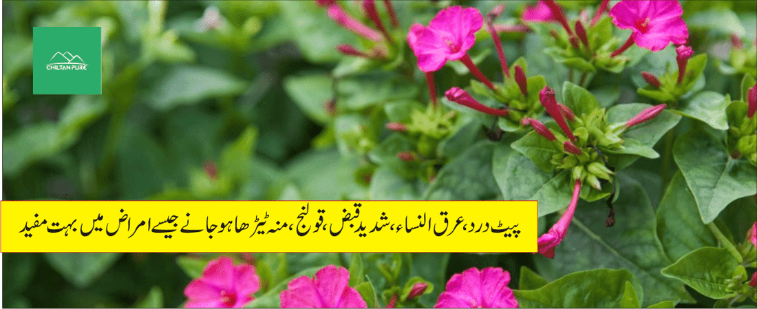 جلاپاپودے کے طبی فوائد - ChiltanPure