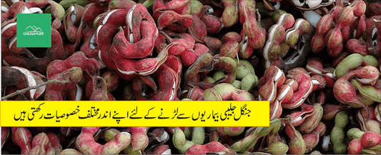 جنگل جلیبی پودے کے طبی فوائد - ChiltanPure