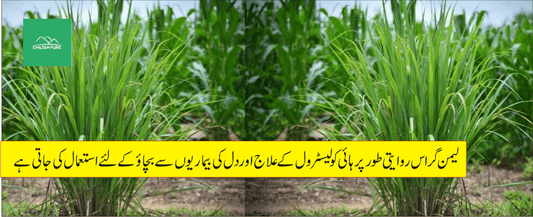 جنگلی گھاس کے طبی فوائد - ChiltanPure