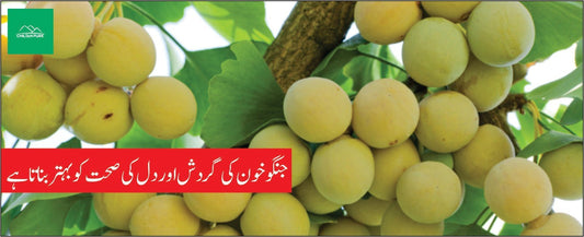 جِنگو بلوبا کے طبی فوائد - ChiltanPure