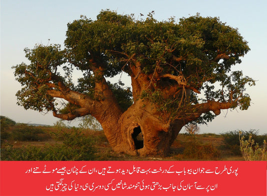 قدیم افریقی بیوباب کا درخت انسان دوست کیسے؟ - ChiltanPure