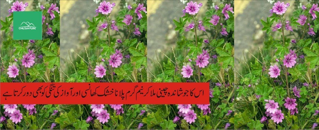 خبازی پودے کے طبی فوائد - ChiltanPure